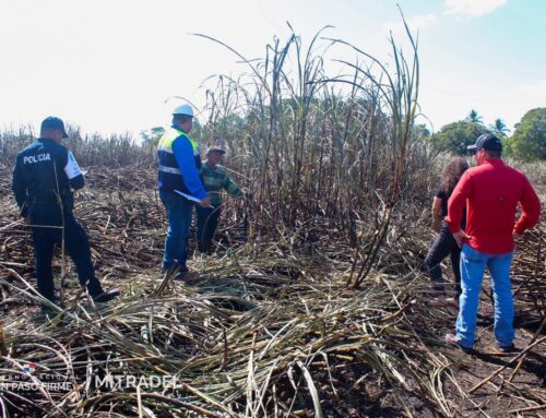 Mitradel se mantiene vigilante para evitar trabajo infantil durante la Zafra de Caña